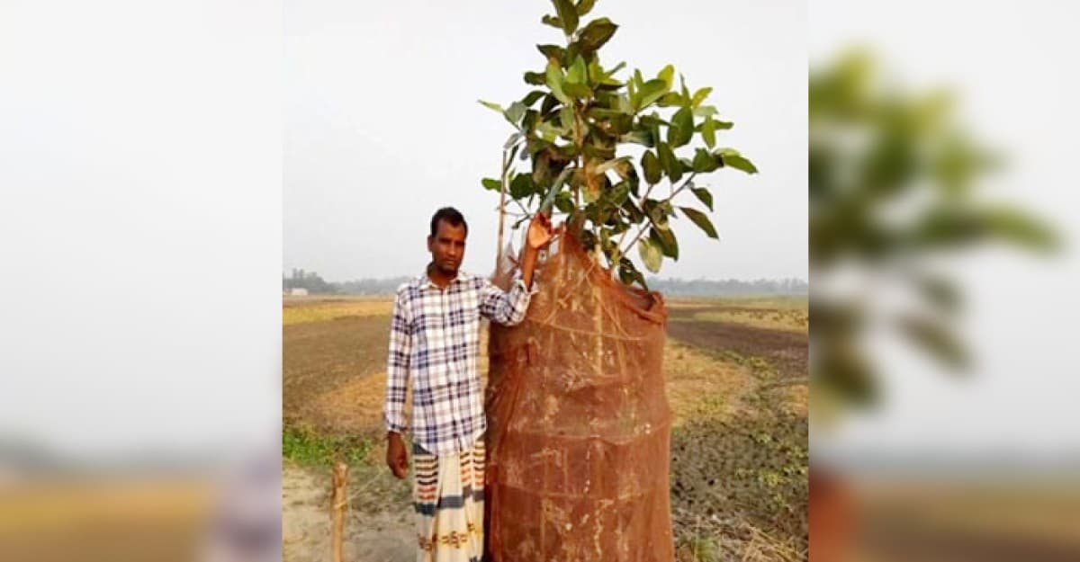 গাছ প্রেমী কৃষক মন্টু ফকির