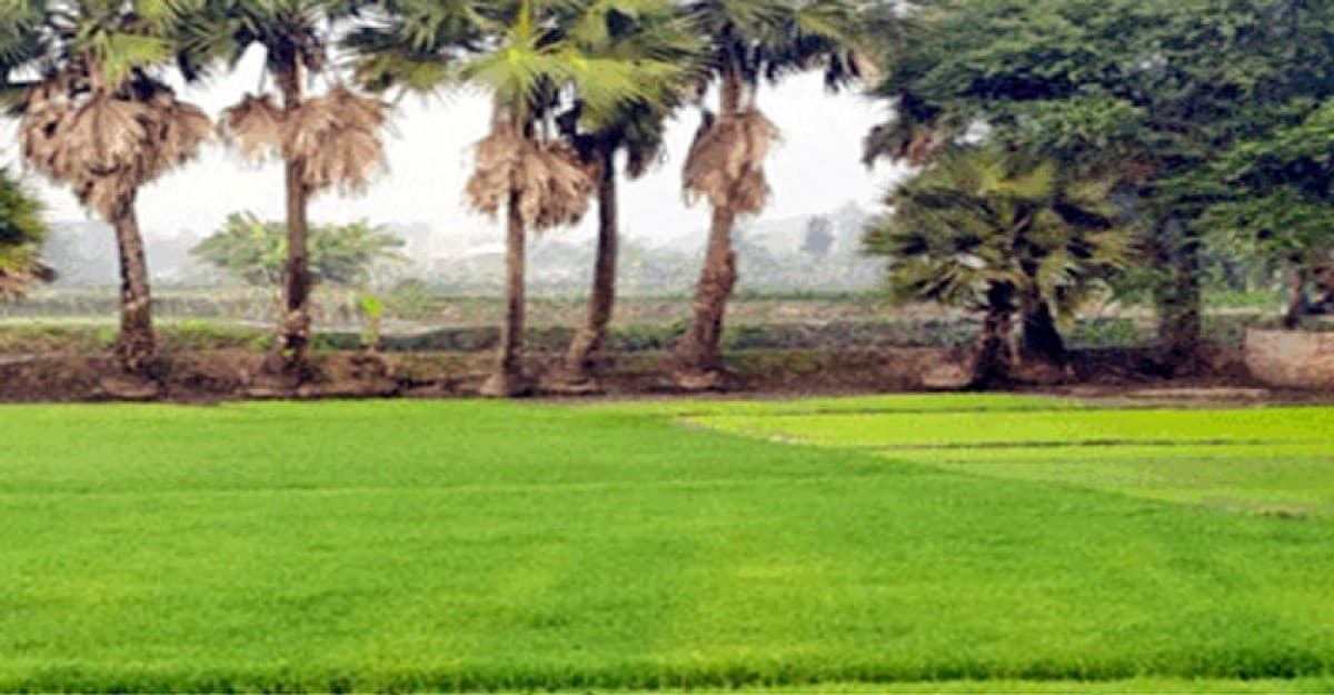 রামগঞ্জে বোরো বীজতলা পরিচর্যায় ব্যস্ত কৃষক