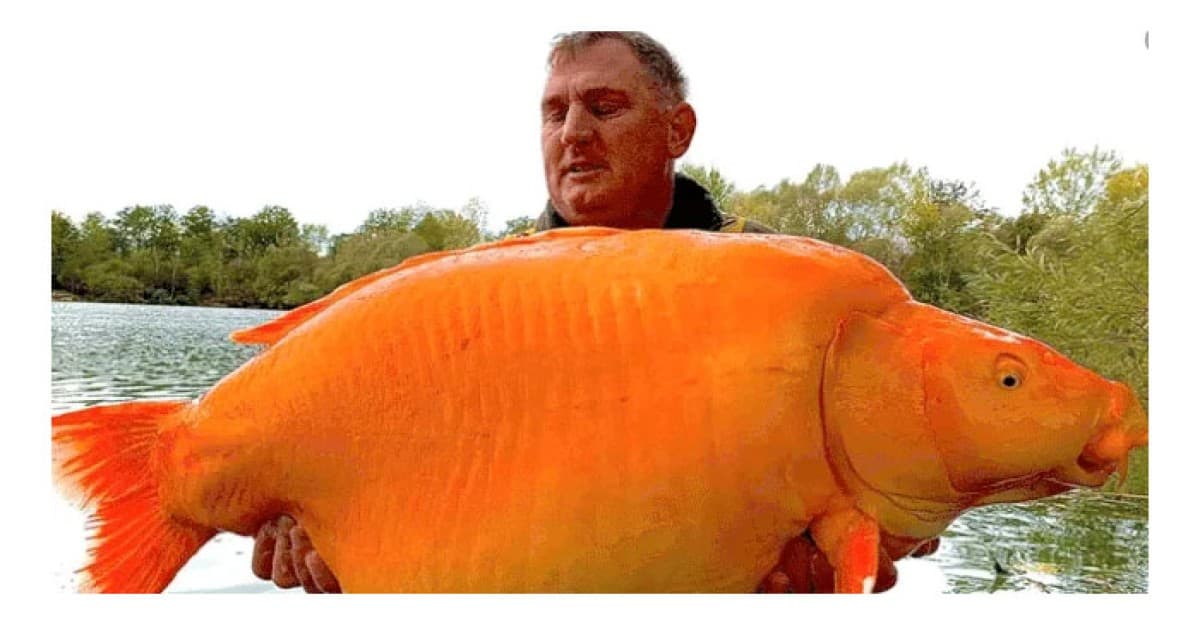 বিশ্বের সবচেয়ে বড় গোল্ডফিশ এখন ফ্রান্সে
