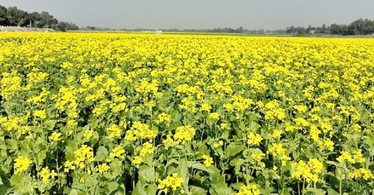 সরিষার বাম্পার ফলনের সম্ভাবনা