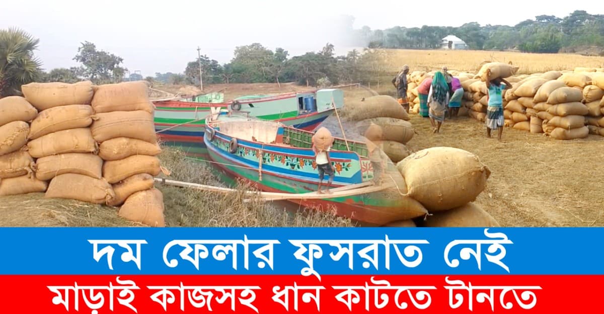 কৃষকের ঘরে স্বপ্নের চকচকে সোনালী পাকা ধান