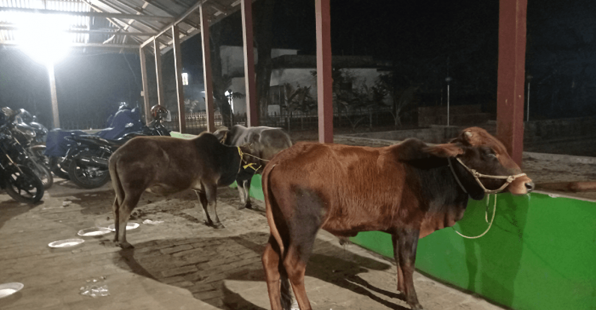 ডিমলায় ভারতীয় গরু উদ্ধার