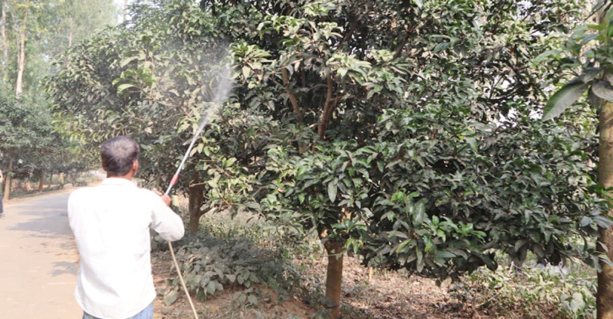 কুয়াশা নয়, ফুলবাড়ীর আম চাষিদের শঙ্কা বৃষ্টি নিয়ে