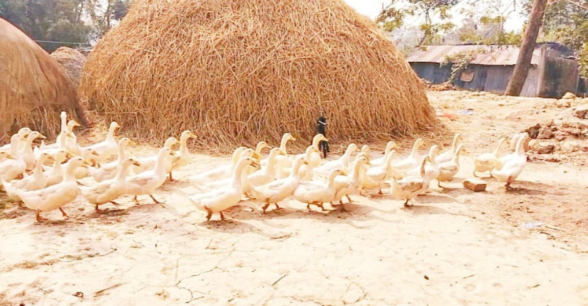 হাঁস পালন করে সাবলম্বী প্রতিবন্ধী রোকেয়া