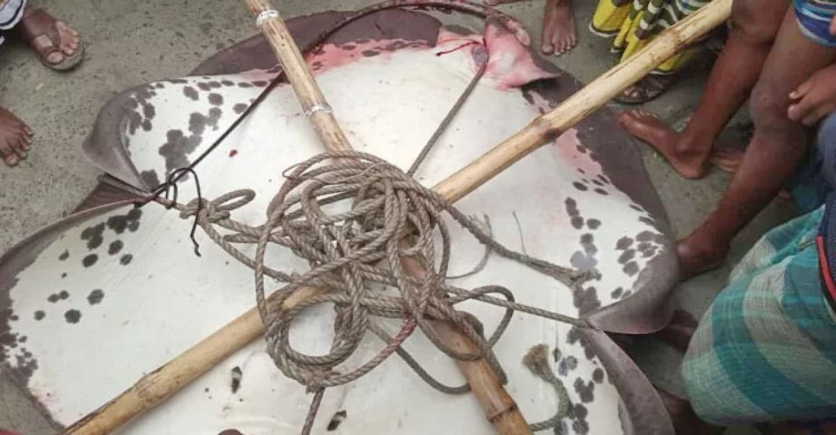 মেঘনায় জেলের জালে ১৬০ কেজির শাপলা পাতা মাছ