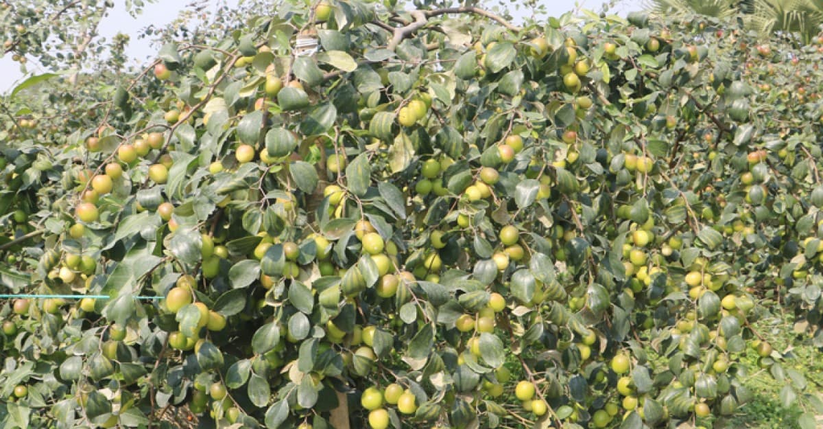 নওগাঁয় বরই চাষে পাল্টে গেছে লিটনের ভাগ্য