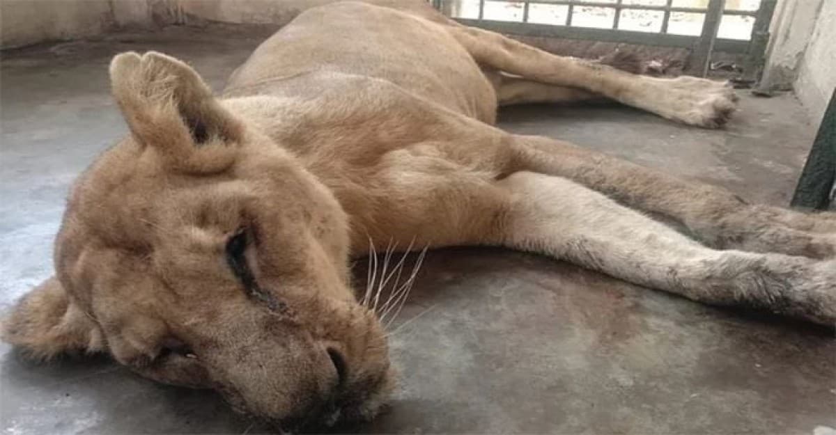 ভাইয়ের মৃত্যুর ২০ দিনের ব্যবধানে বোনের মৃত্যু!