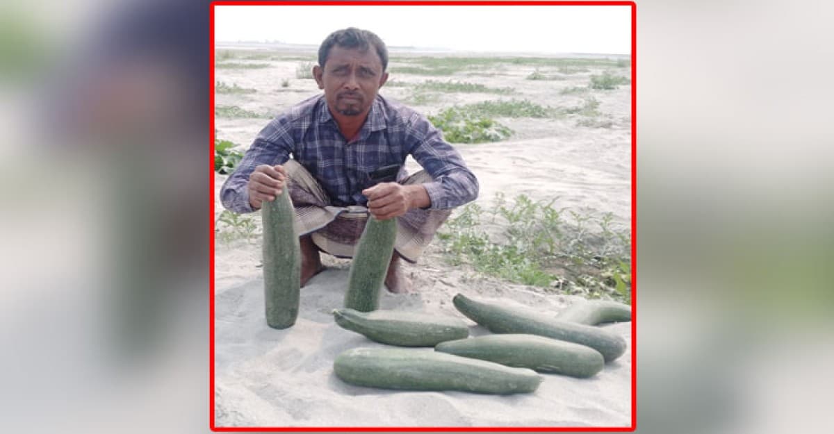 এসকস জাতের কুমড়ার ভালো ফলনের আশা কৃষকের