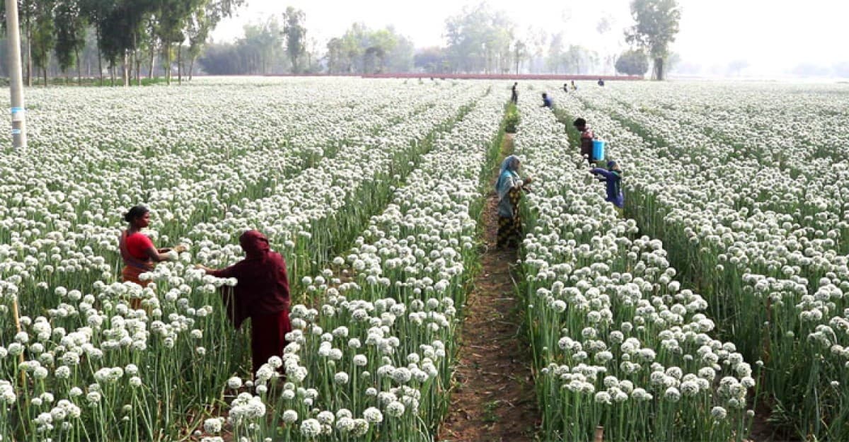 ঠাকুরগাঁওয়ে পেঁয়াজের বীজে সম্ভাবনা