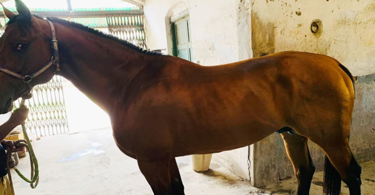 ভারত থেকে আনা হলো প্রশিক্ষণপ্রাপ্ত ১৫টি ঘোড়া