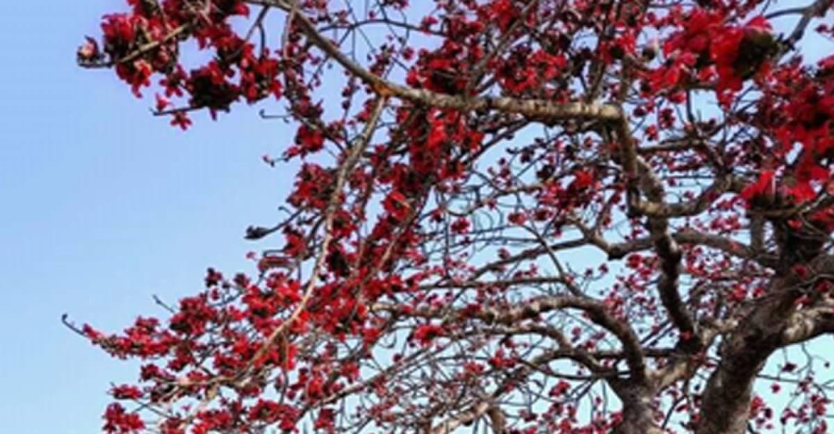 শালিখায় বিলুপ্তির পথে রুপকন্যা খ্যাত শিমুল গাছ