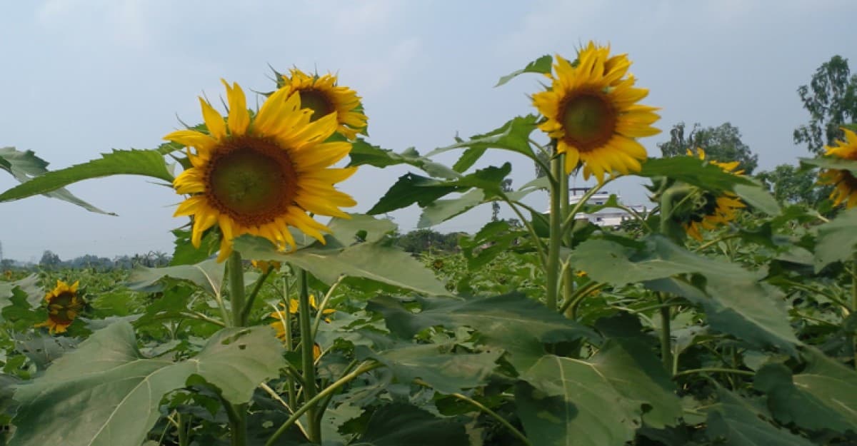 সূর্যমুখীর হাসিতে হাসছে সোনাগাজীর কৃষক