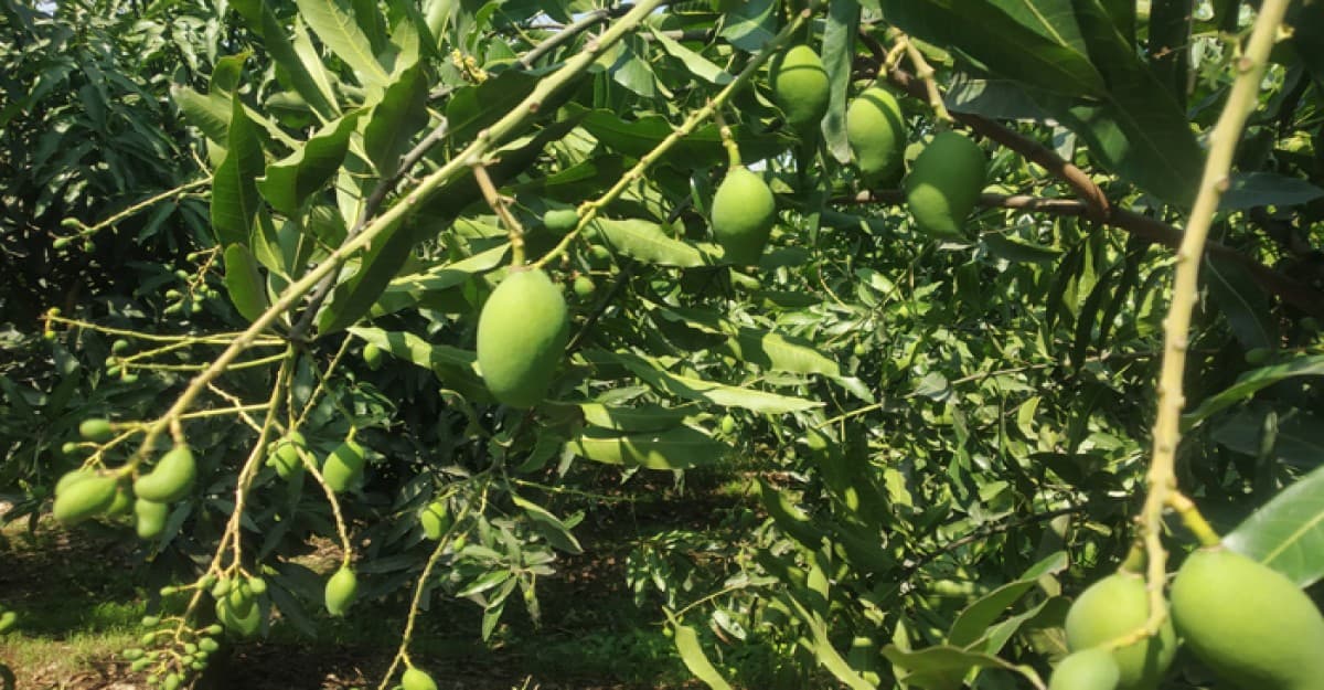 গাছে গাছে শোভা পাচ্ছে আমের গুটি