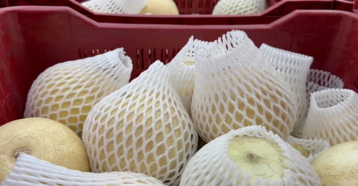 দেশে ভারত থেকে আমদানি হচ্ছে বাঙ্গি