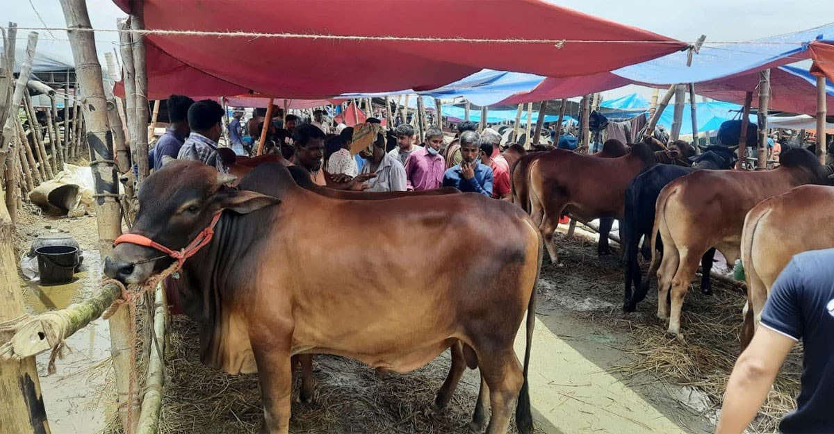 দুই সিটিতে অস্থায়ী পশুর হাট বসবে ১৬টি