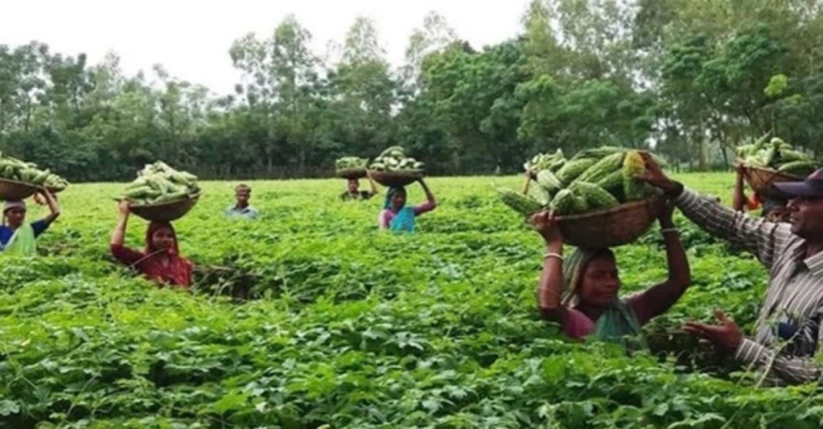 সবুজে ঘেরা শ্রীমঙ্গলের করলা গ্রাম, স্বাবলম্বী চাষীরা!