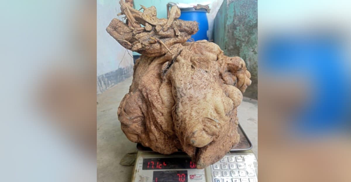 মুরাদনগরে বিরল প্রজাতির প্রায় ১৮কেজি মিষ্টি আলুর সন্ধান