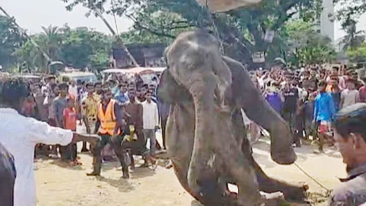 উত্তরায় ট্রেনের ধাক্কায় হাতির মৃত্যু