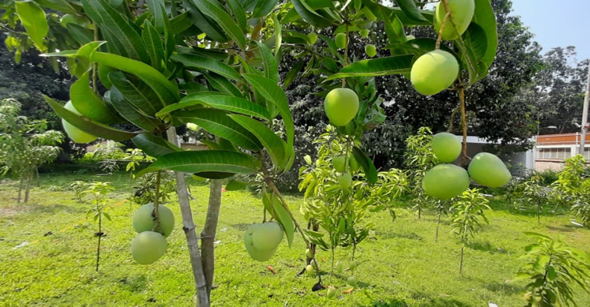 চাঁপাইনবাবগঞ্জে আড়াই হাজার কোটি টাকার আম বিক্রির লক্ষ্যমাত্রা