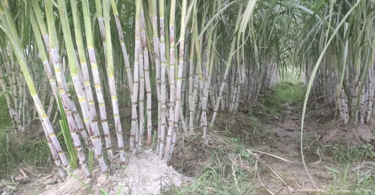 শ্রীনগরে আখের যত্নে ব্যস্ত কৃষক