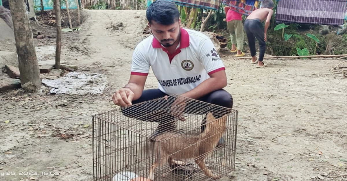 ব্যাথা যায় তাই একটি রান্না করে খেয়েছি শেয়ালের মাংস, আর একটি আছে