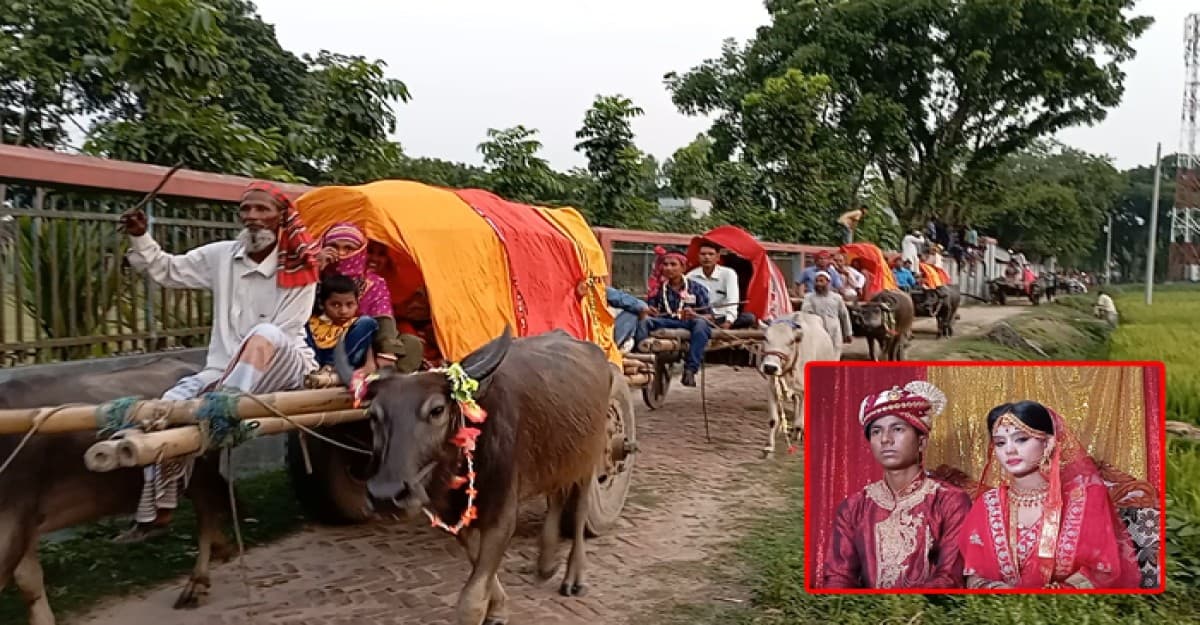 পীরগঞ্জে পিতার ইচ্ছা পুরণ করতে গরু ও মহিষের ১০টি গাড়িতে বরযাত্রা!