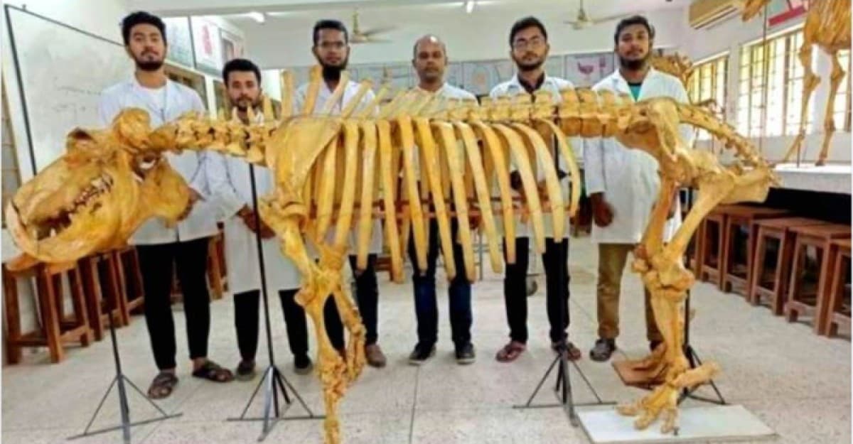 দেশে প্রথম জলহস্তীর কঙ্কাল তৈরি করলো পবিপ্রবির গবেষকরা