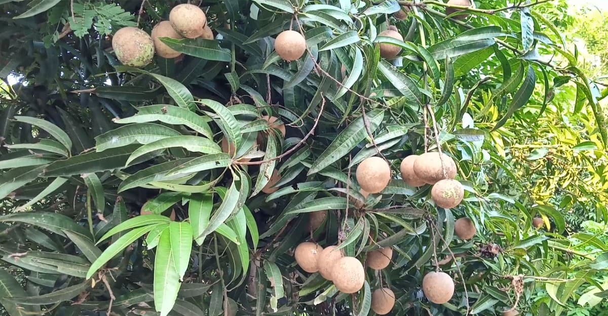 আম গাছে থোকায় থোকায় ঝুলছে ছফেদা