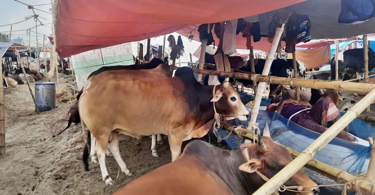 রাজধানীতে খোলা জায়গায় গরুর হাট বসাতে রিট