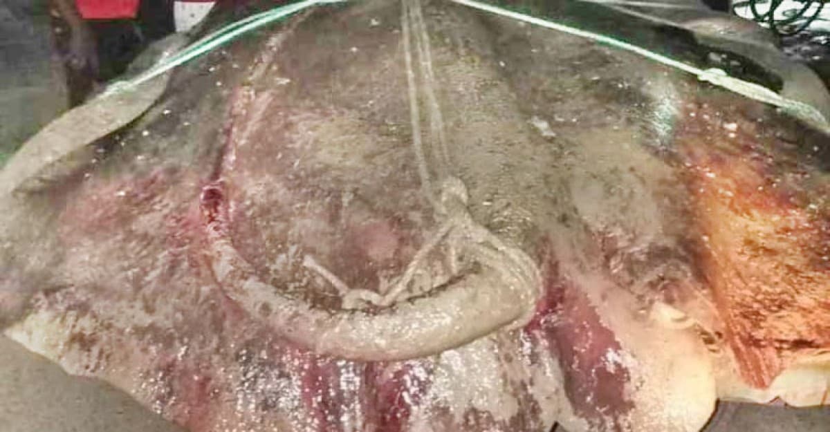 ইছামতীতে ধরা পড়ল ৩শ কেজির ‘শাপলা পাতা মাছ’