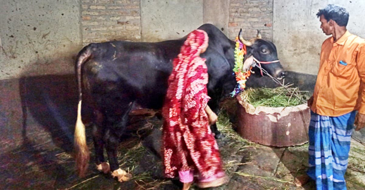 গরু কিনলে মোটরসাইকেল ফ্রি