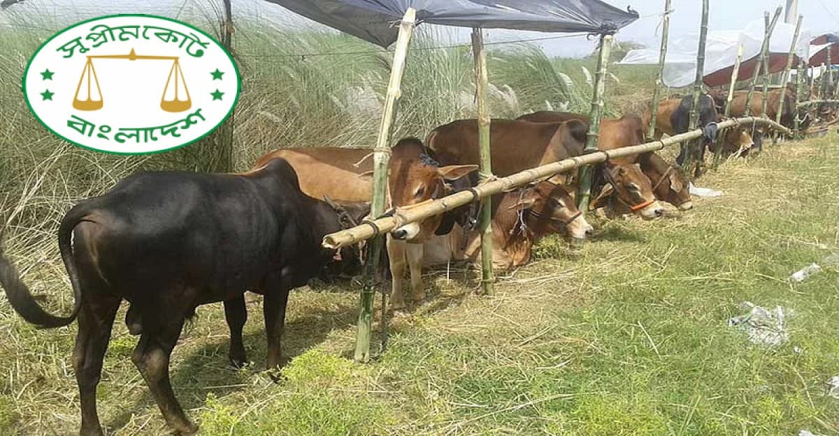 আফতাবনগরে গরুর হাট বসতে বাধা নেই