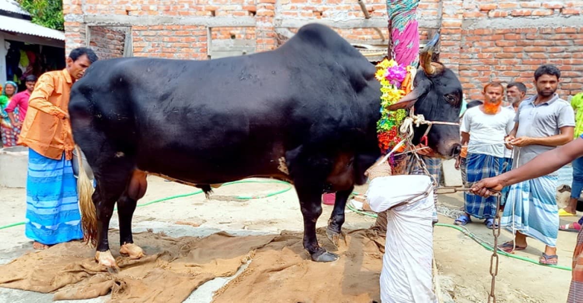 ঠাকুরগাঁওয়ের বাজার ৪৩ মণের বিগবস