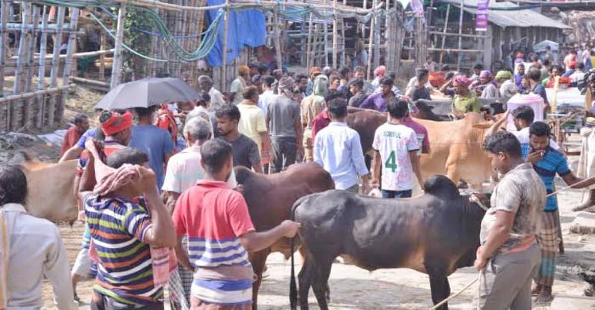 জমে উঠেছে গাবতলী পশুর হাট, শুরু হয়েছে বেচাকেনা