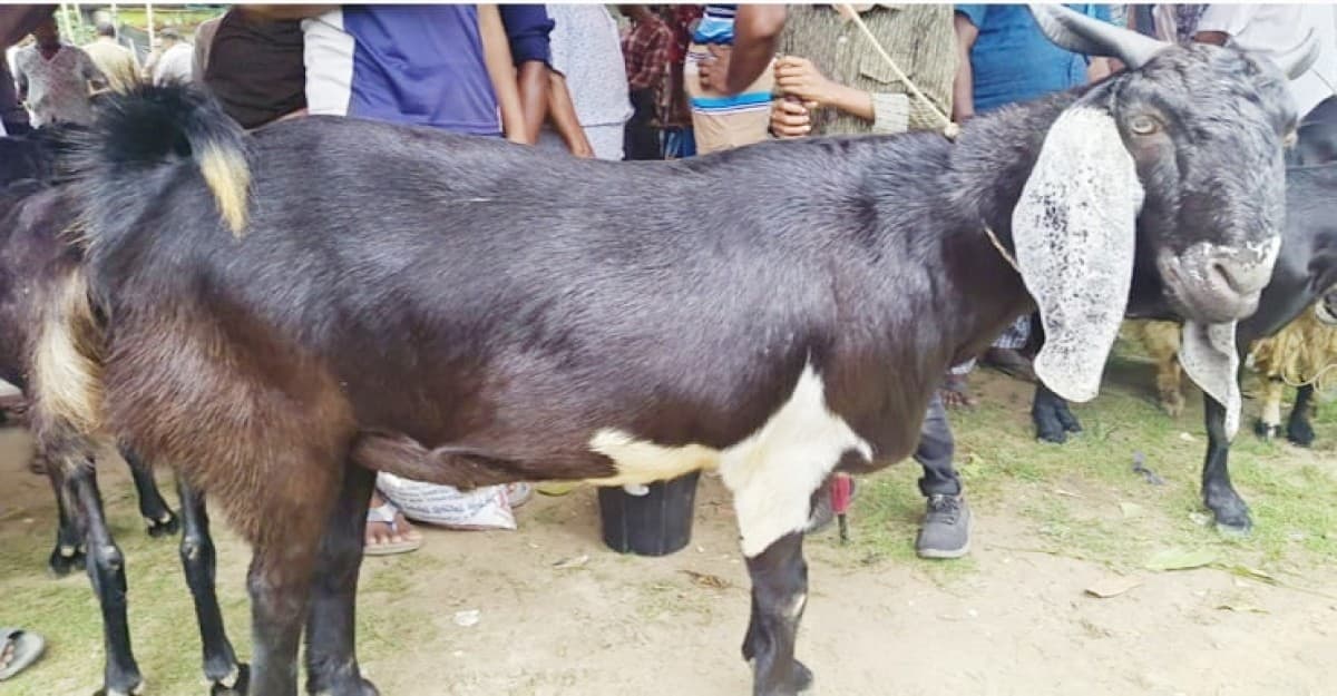 কোরবানির হাটে এক খাসির দাম সোয়া লাখ টাকা