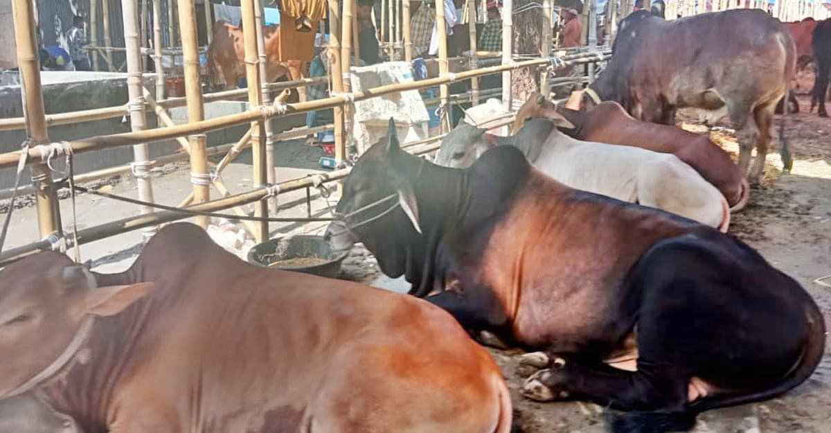হাটে পর্যাপ্ত গরুর যোগান, ক্রেতা কম দাম বেশি চাওয়ার অভিযোগ