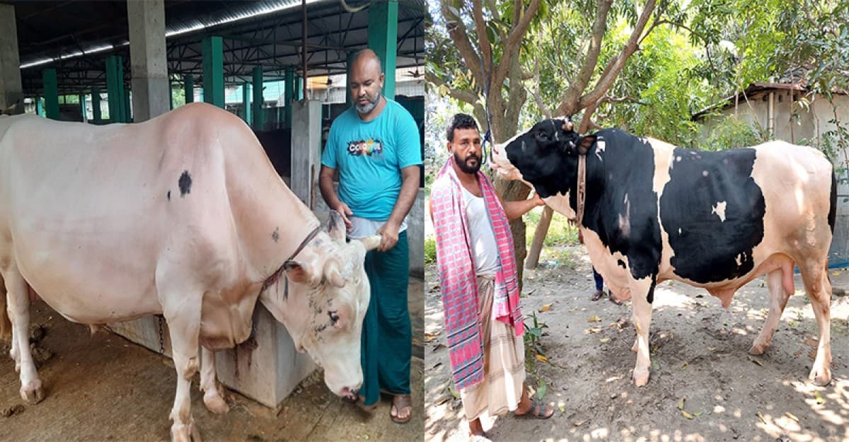 বিক্রি হয়নি খুলনার সেই বড় দাদু-ছোট দাদু