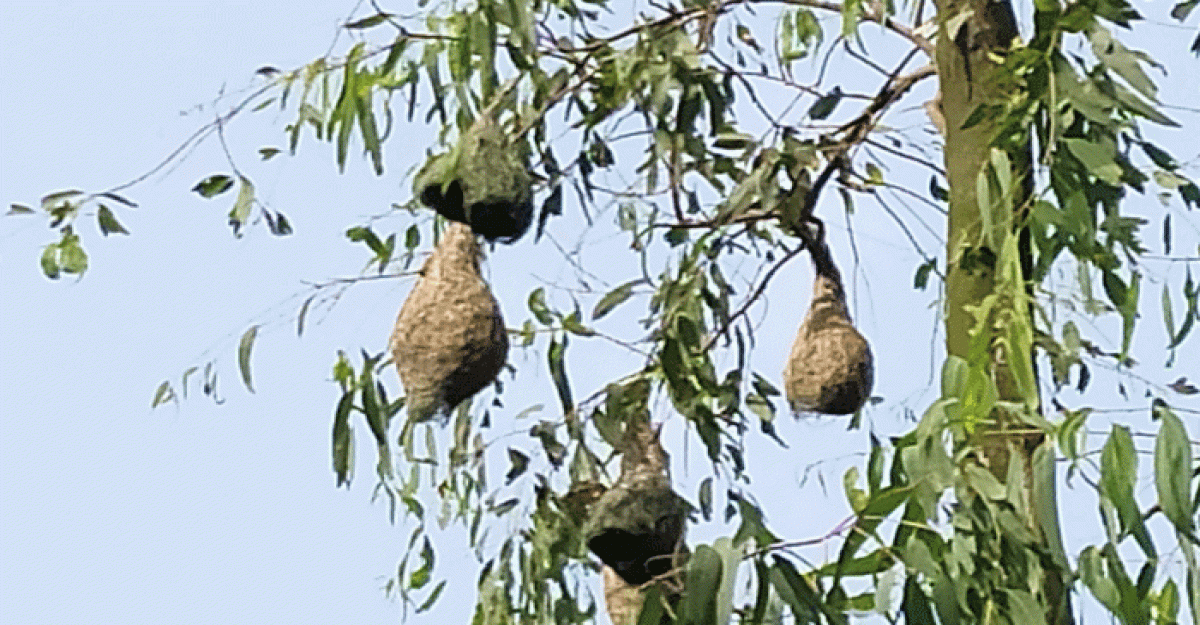 শ্রীনগরে কালের বিবর্তণে হারিয়ে যাচ্ছে বাবুই পাখি