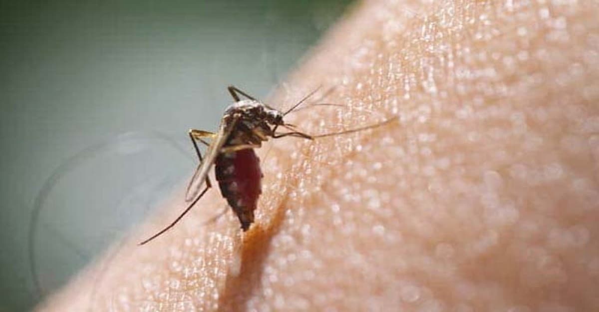 একদিনে ডেঙ্গুতে মৃত্যু ৫, হাসপাতালে ভর্তি ১২৪৬