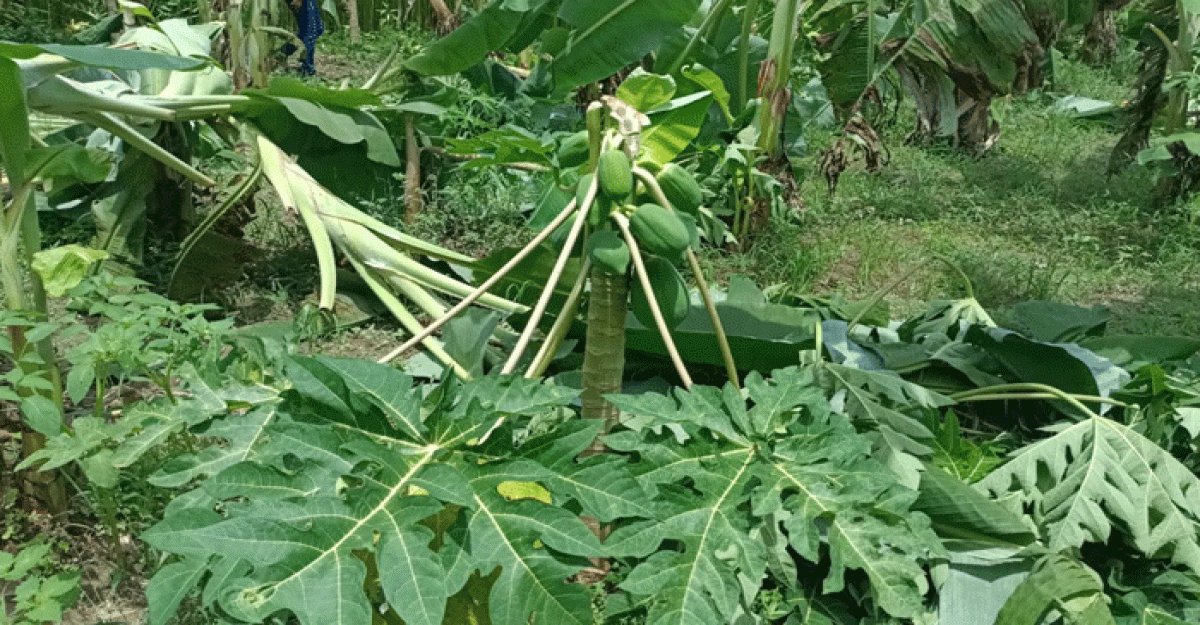 মাগুরায় রাতের আধাঁরে কৃষকের কলা ও পেঁপে গাছ কাটলো দুর্বৃত্তরা