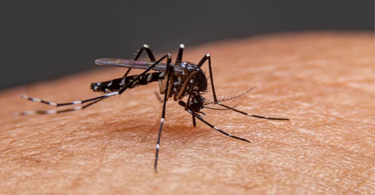 একদিনে ডেঙ্গুতে আরও ৭ জনের মৃত্যু, হাসপাতালে ১৬২৩