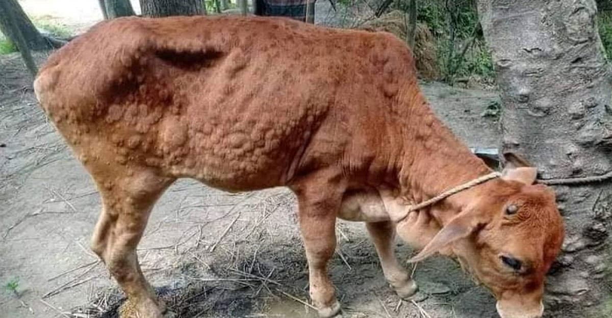 ল্যাম্পি স্কিন রোগে আক্রান্ত হচ্ছে গরু