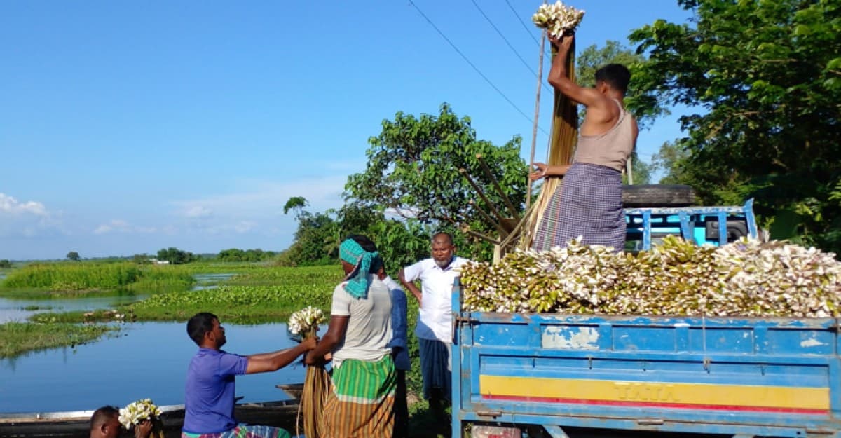 আড়িয়াল বিলের শাপলা কুড়িয়ে চলছে জীবন-জীবিকা