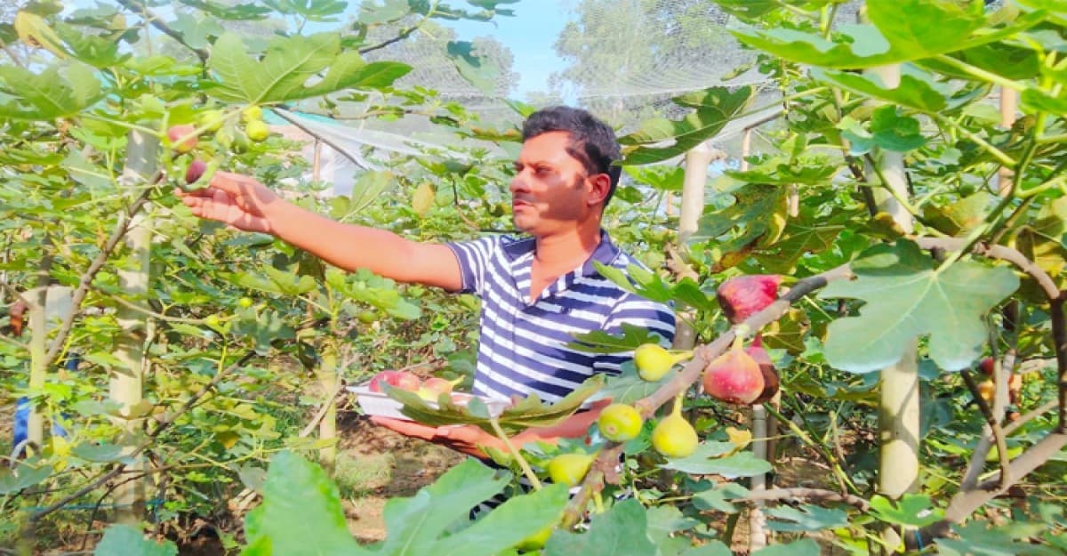 ত্বীনের বাণিজ্যিক উৎপাদন করে সাড়া ফেলেছে ঠাকুরগাঁওয়ে আবু