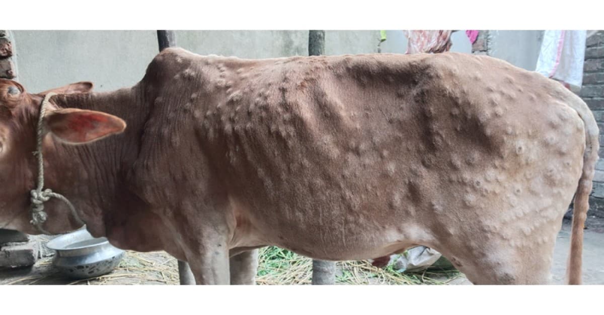 পাঁচবিবিতে গরুর ল্যাম্পি স্কিন রোগের প্রাদুর্ভাব