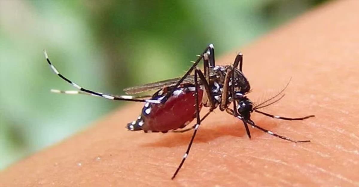 ডেঙ্গুতে আরও ১১ জনের প্রাণহানি, হাসপাতালে ভর্তি ২২৪২