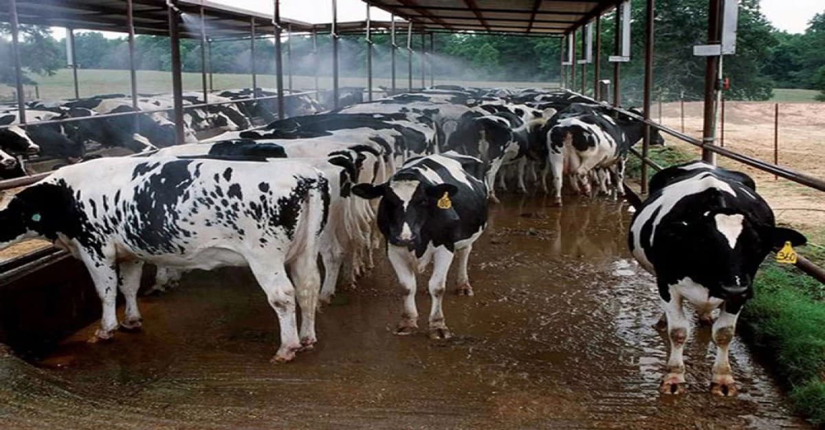 যুক্তরাষ্ট্রে কমছে গরুর সংখ্যা