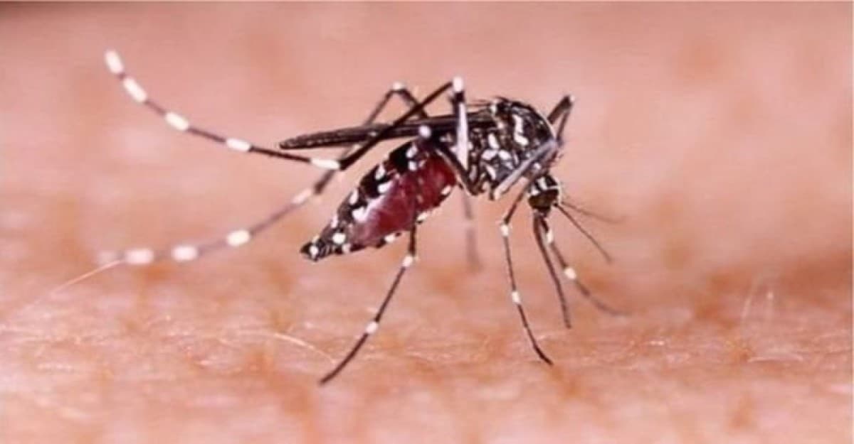 ডেঙ্গুতে আরও ১০ জনের প্রাণহানি, হাসপাতালে ২৩৬১