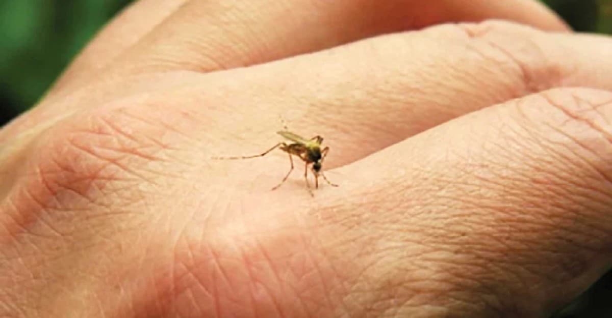 মশা আপনাকে বেশি কামড়ায় কেন ? জেনে নিন কারণ