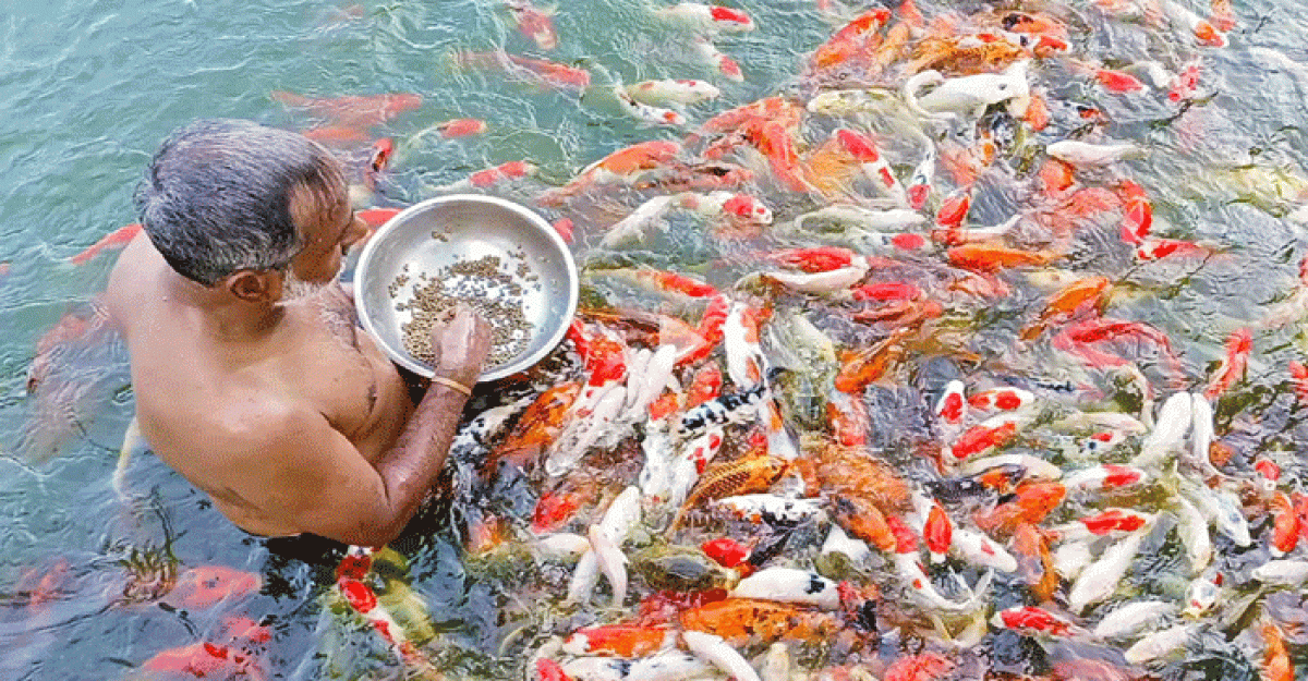 ত্রিশালে রঙিন মাছ চাষে সফল উদ্যোক্তা মিনু